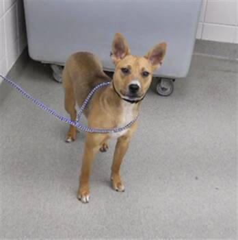 Labrador Retriever and Mixed Breed Dogs Available for Adoption in Omaha, Nebraska - RICHTER | PetCurious