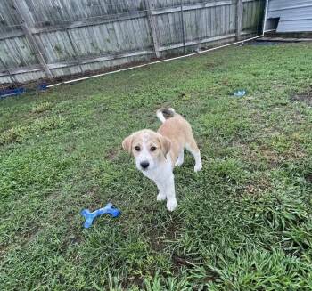 Mixed Breed Dogs Available for Adoption in Wyoming, Michigan - Kate | PetCurious