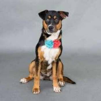 Retriever and Miniature Pinscher Dogs Available for Adoption in Sudbury, Massachusetts - Claire | PetCurious