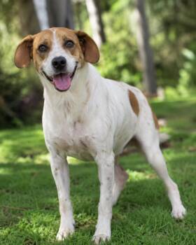 Retriever Dogs Available for Adoption in North Reading, Massachusetts - Daisy | PetCurious