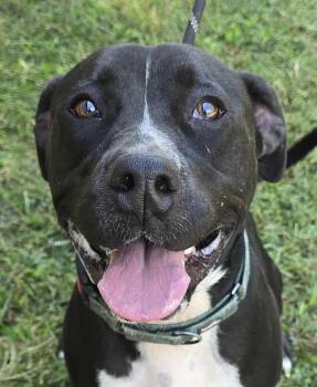 Rescue Pit Bull Terrier Dogs for Adoption in Newport, Tennessee - Chance | PetCurious
