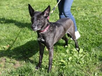 Maggie -  Mixed Breed Dog for Adoption in West Chester, Pennsylvania - Maggie | PetCurious
