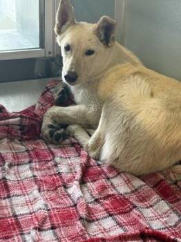 Trapper -  Mixed Breed Dog for Adoption in Fresno, California - Trapper | PetCurious