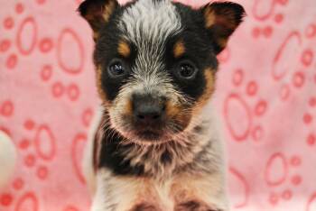 Australian Cattle Dog Blue Heeler Dogs Available for Adoption - BAGUETTE | PetCurious