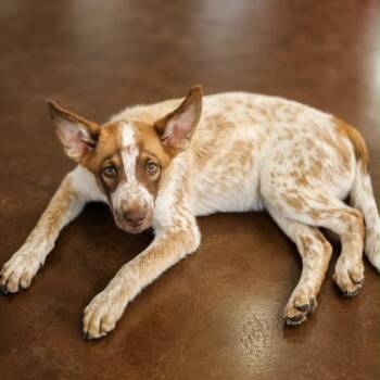 Bandit -  Cattle Dog and Shepherd Dog for Adoption in Otisfield, Maine - Bandit | PetCurious