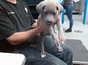BRO -  Australian Cattle Dog Blue Heeler and Mixed Breed Dog for Adoption in Albuquerque, New Mexico - BRO | PetCurious