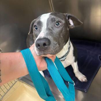 Princess -  Mixed Breed Dog for Adoption in Winston-salem, North Carolina - Princess | PetCurious