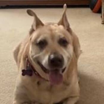 Rescue Mixed Breed Dogs for Adoption in Normal, Illinois - Millie | PetCurious