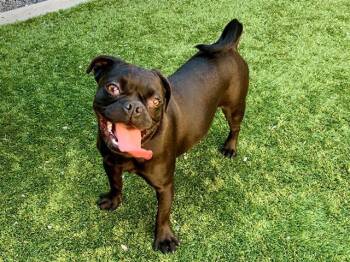 Pug Dogs Available for Adoption in San Marcos, California - SAVE ME PLEASE Peggy A550898 | PetCurious