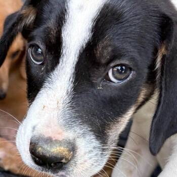 Burrito -  Mixed Breed Dog for Adoption in Milton, Florida - Burrito | PetCurious