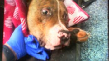 A1269543 -  Pit Bull Terrier Dog for Adoption in Charlotte, North Carolina - A1269543 | PetCurious