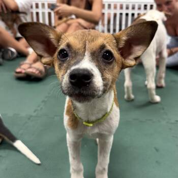 Terrier Dogs Available for Adoption in Columbia, South Carolina - Inlet | PetCurious