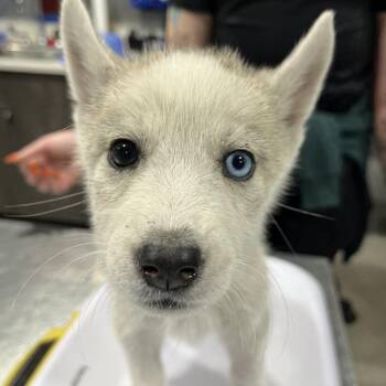 Catahoula Leopard Dog and Husky Dogs Available for Adoption in Tampa, Florida - Gracie | PetCurious