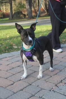 Rescue Pit Bull Terrier Dogs for Adoption in Philadelphia, Pennsylvania - Mila | PetCurious