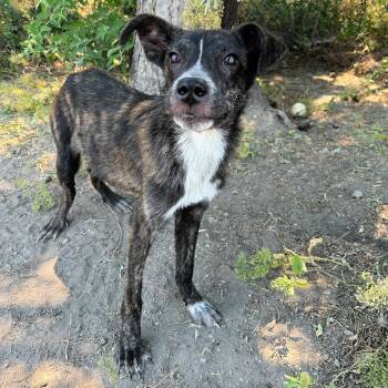 Sparky -  Mixed Breed Dog for Adoption in Lindon, Utah - Sparky | PetCurious