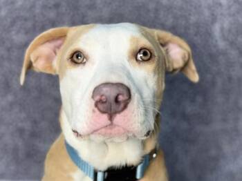 Misty -  Pit Bull Terrier Dog for Adoption in Portland, Oregon - Misty | PetCurious