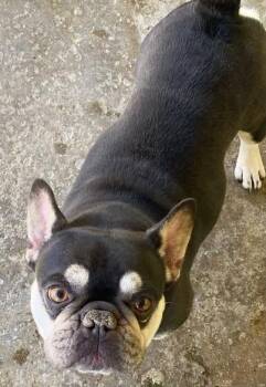 Rescue French Bulldog Dogs for Adoption in Matthews, North Carolina - Trooper | PetCurious