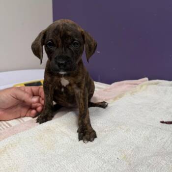 Mixed Breed Dogs Available for Adoption - Paloma | PetCurious