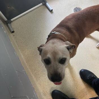 Jake -  Pit Bull Terrier and Mixed Breed Dog for Adoption in Windsor, Virginia - Jake | PetCurious