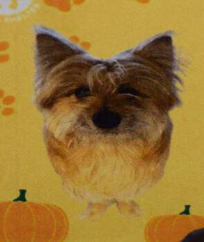 Yorkshire Terrier and Mixed Breed Dogs Available for Adoption - Lucas (A112583) | PetCurious