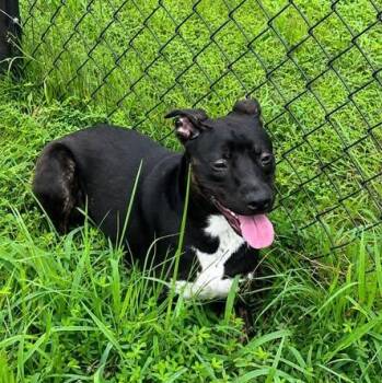 Milo -  Pit Bull Terrier Dog for Adoption in Stafford, Virginia - Milo | PetCurious