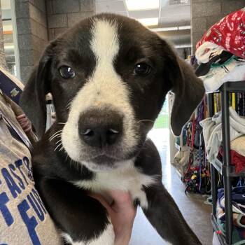 Australian Cattle Dog Blue Heeler and Retriever Dogs Available for Adoption - Charleston | PetCurious