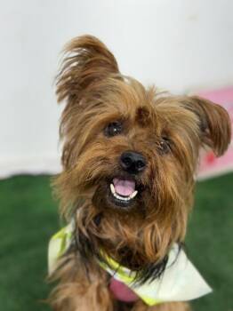 Magic-One of our Amazing Rescue Dogs -  Yorkshire Terrier and Mixed Breed Dog for Adoption in Carlsbad, California - Magic-One Of Our Amazing Rescue Dogs | PetCurious