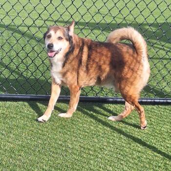 Tanuki 4224 -  Mixed Breed and None Dog for Adoption in Loxahatchee Groves, Florida - Tanuki 4224 | PetCurious