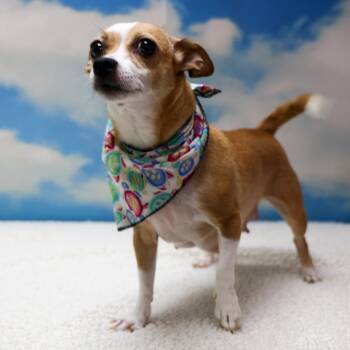 Edna -  Dachshund and Chihuahua Dog for Adoption in Casa Grande, Arizona - Edna | PetCurious