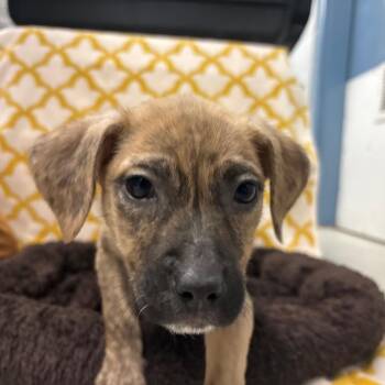 Mixed Breed Dogs Available for Adoption - Jenga | PetCurious