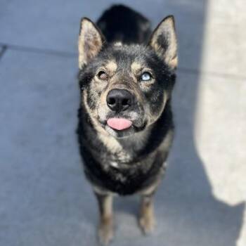 Luka -  Mixed Breed Dog for Adoption in Janesville, Wisconsin - Luka | PetCurious