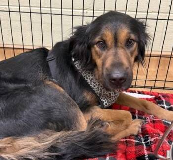 Cricket -  Hound and Mixed Breed Dog for Adoption in Cumberland, Maryland - Cricket | PetCurious