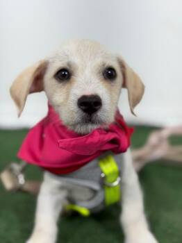 Chihuahua and Poodle Dogs Available for Adoption in Carlsbad, California - Simba-One Of Our Amazing Rescue Dogs | PetCurious