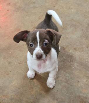 Chihuahua Dogs Available for Adoption - Tessa | PetCurious