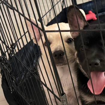 Jasmin -  French Bulldog and German Shepherd Dog Dog for Adoption in West Palm Beach, Florida - Jasmin | PetCurious