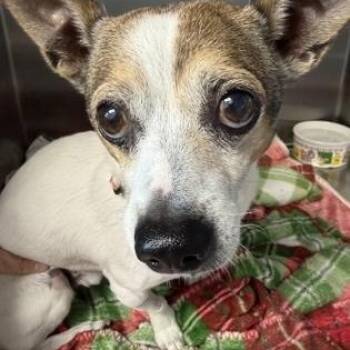 Neville -  Jack Russell Terrier Dog for Adoption in Orland Hills, Illinois - Neville | PetCurious