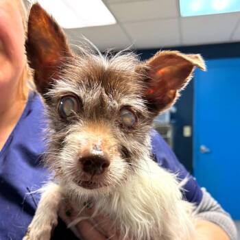 Toy Fox Terrier Dogs Available for Adoption in Newark, New Jersey - Chloe | PetCurious