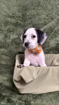 Beagle Dogs Available for Adoption in Knoxville, Tennessee - Bettis | PetCurious