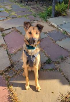 Brandy -  German Shepherd Dog and Pyrenean Shepherd Dog for Adoption in Ossining, New York - Brandy | PetCurious