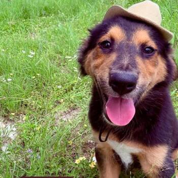 Oso -  Border Collie and Shepherd Dog for Adoption in Traverse City, Michigan - Oso | PetCurious