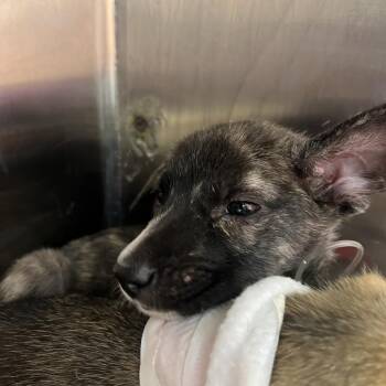 Mixed Breed Dogs Available for Adoption in Austin, Texas - Hermes | PetCurious