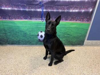 MILTON -  German Shepherd Dog and Mixed Breed Dog for Adoption in Doral, Florida - MILTON | PetCurious