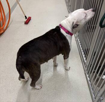 Rescue American Staffordshire Terrier Dogs for Adoption in Ashland, Ohio - Opal | PetCurious