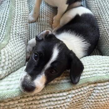 Simon -  Mixed Breed Dog for Adoption in San Francisco, California - Simon | PetCurious