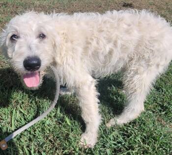 Logan 19 -  Labradoodle Dog for Adoption in Killingworth, Connecticut - Logan 19 | PetCurious