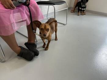 INDIANA JONES -  Chihuahua and Mixed Breed Dog for Adoption in Ocala, Florida - INDIANA JONES | PetCurious