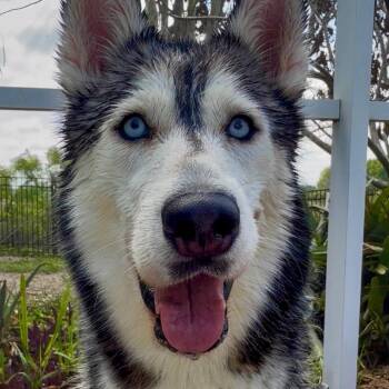 Husky Dogs Available for Adoption in Clearwater, Florida - Sierra | PetCurious