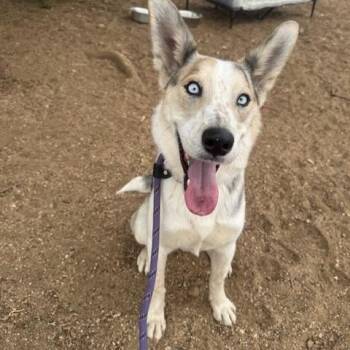 Elise -  Husky and Australian Cattle Dog Blue Heeler Dog for Adoption in Agua Dulce, California - Elise | PetCurious