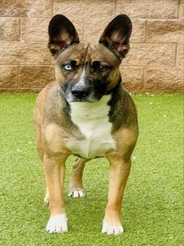 Belgian Shepherd Malinois and Siberian Husky Dogs Available for Adoption - FRESCA | PetCurious