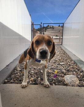 Rescue Beagle Dogs for Adoption in Hartville, Wyoming - Conrad | PetCurious